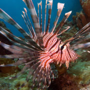 Amazing Fiji Scuba Diving