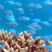 Amazing Snorkeling in Fiji