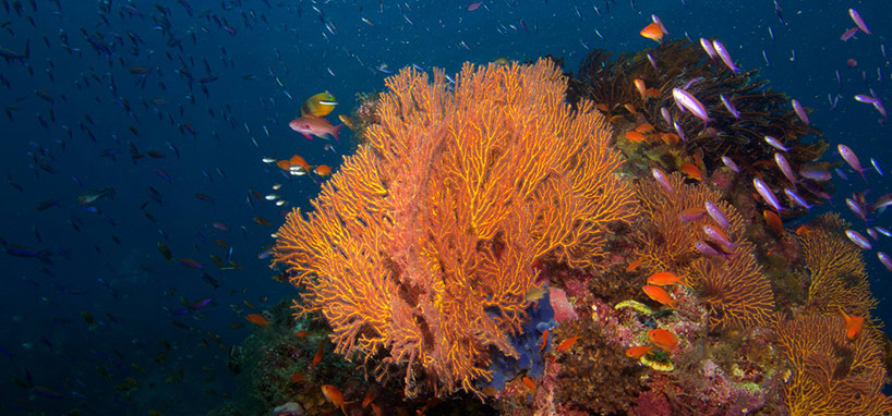 Best Fiji Dive Sites