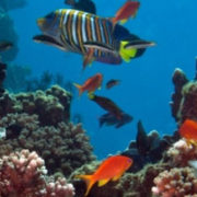 Best Fiji Scuba Dive Spots