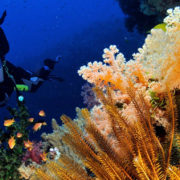 Diving in Fiji