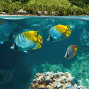 House Snorkeling in Fiji