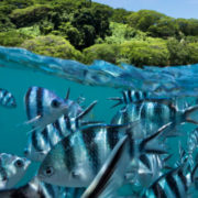 Snorkel in Fiji