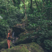 Tropical Rainforest Paradise