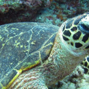 Wildlife in Fiji