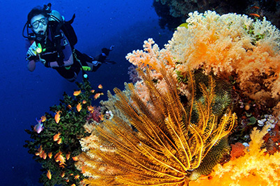 Diving Fiji Destinations