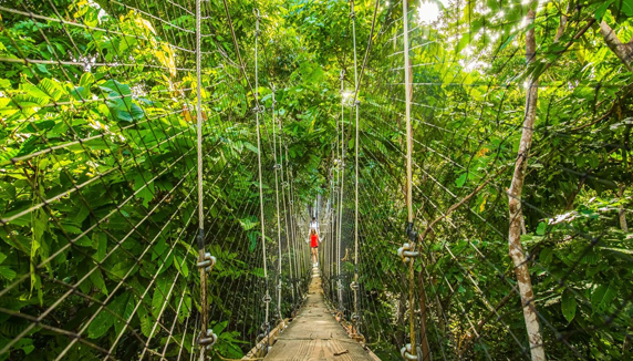 Canopy Walkway