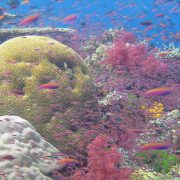 Colorful Coral in Fiji