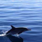 Dolphins in Fiji