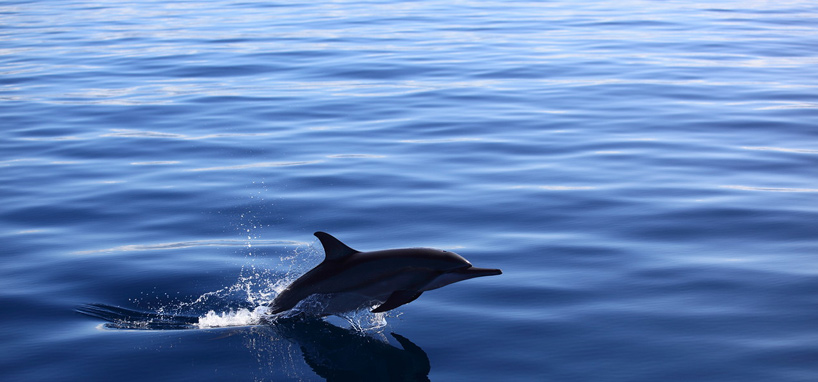 Dolphins in Fiji
